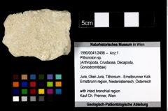 Foto (Objekt + Etikett) von Pithonoton sp.  (NHMW-GEO-1990-0041-2498)